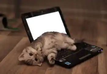 Efecto de fotos de la categoría Otros № 101158 Efecto de fotos de la categoría Otros № 101158