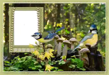 Efecto de fotos de la categoría Otros № 102602 Efecto de fotos de la categoría Otros № 102602