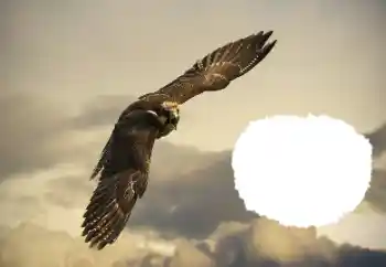 Efecto de fotos de la categoría Otros № 114515