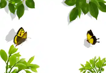 Efecto de fotos de la categoría Otros № 117282