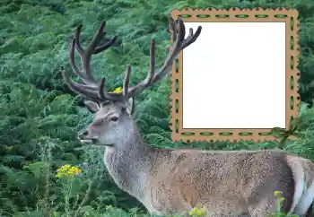 Efecto de fotos de la categoría Otros № 121049