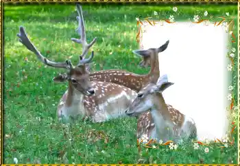 Efecto de fotos de la categoría Otros № 123221