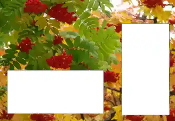 Efecto de fotos de la categoría Otros № 124596 Efecto de fotos de la categoría Otros № 124596