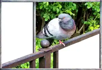 Efecto de fotos de la categoría Otros № 127181