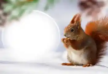 Efecto de fotos de la categoría Otros № 128568