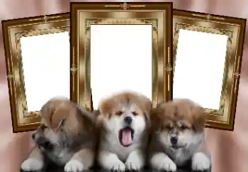 Efecto de fotos de la categoría Otros № 130156