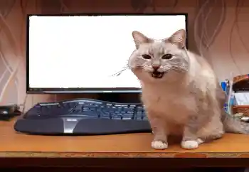 Efecto de fotos de la categoría Otros № 130940