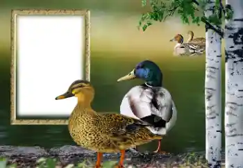 Efecto de fotos de la categoría Otros № 132884