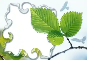 Efecto de fotos de la categoría Otros № 13921