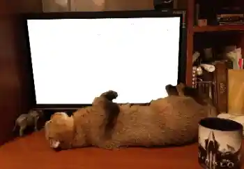 Efecto de fotos de la categoría Otros № 141110 Efecto de fotos de la categoría Otros № 141110