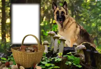 Efecto de fotos de la categoría Otros № 153015