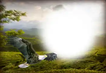 Efecto de fotos de la categoría Otros № 158416