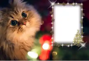 Efecto de fotos de la categoría Otros № 162030