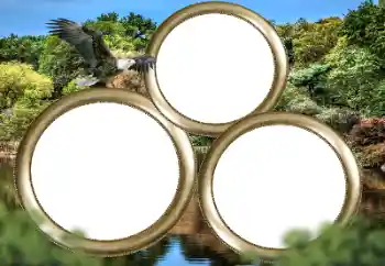 Efecto de fotos de la categoría Otros № 167860