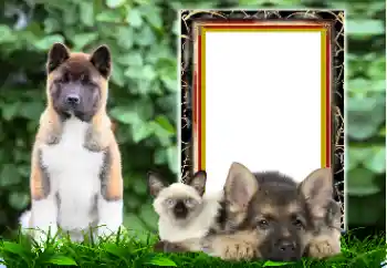 Efecto de fotos de la categoría Otros № 167876