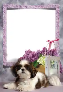 Efecto de fotos de la categoría Otros № 169260 Efecto de fotos de la categoría Otros № 169260