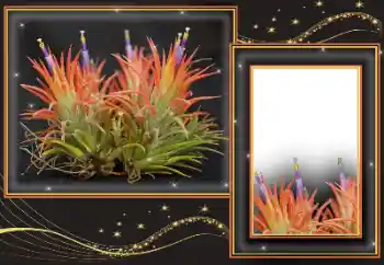 Efecto de fotos de la categoría Otros № 169299 Efecto de fotos de la categoría Otros № 169299