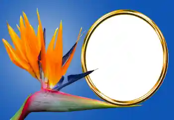 Efecto de fotos de la categoría Otros № 170605 Efecto de fotos de la categoría Otros № 170605