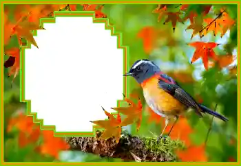 Efecto de fotos de la categoría Otros № 173036