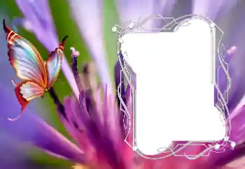 Efecto de fotos de la categoría Otros № 176776