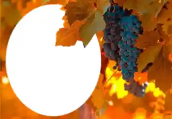 Efecto de fotos de la categoría Otros № 205802