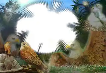 Efecto de fotos de la categoría Otros № 22183