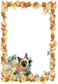 Efecto de fotos de la categoría Otros № 34851 Efecto de fotos de la categoría Otros № 34851