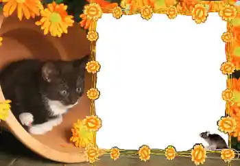 Efecto de fotos de la categoría Otros № 36235 Efecto de fotos de la categoría Otros № 36235