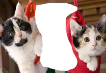 Efecto de fotos de la categoría Otros № 37160 Efecto de fotos de la categoría Otros № 37160