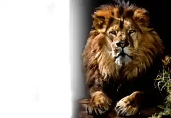 Efecto de fotos de la categoría Otros № 37239 Efecto de fotos de la categoría Otros № 37239