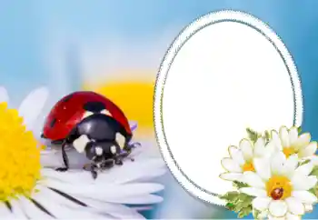 Efecto de fotos de la categoría Otros № 40356 Efecto de fotos de la categoría Otros № 40356