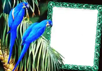 Efecto de fotos de la categoría Otros № 60137 Efecto de fotos de la categoría Otros № 60137