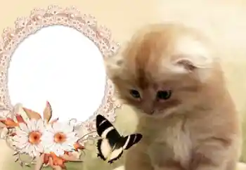 Efecto de fotos de la categoría Otros № 60142 Efecto de fotos de la categoría Otros № 60142