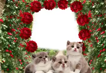 Efecto de fotos de la categoría Otros № 60206 Efecto de fotos de la categoría Otros № 60206