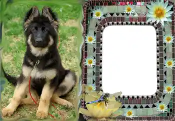 Efecto de fotos de la categoría Otros № 68616 Efecto de fotos de la categoría Otros № 68616