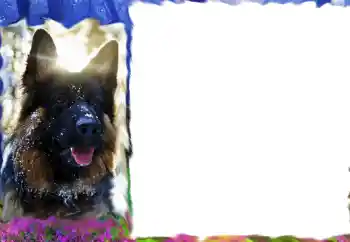 Efecto de fotos de la categoría Otros № 68617 Efecto de fotos de la categoría Otros № 68617