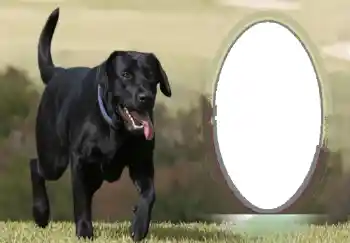 Efecto de fotos de la categoría Otros № 68746