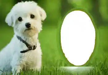 Efecto de fotos de la categoría Otros № 68748