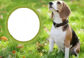 Efecto de fotos de la categoría Otros № 68749