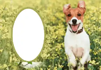 Efecto de fotos de la categoría Otros № 68750