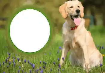 Efecto de fotos de la categoría Otros № 68752