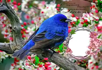 Inscripción en el marco: Пусть ярким будет каждый День... Inscripción en el marco: Пусть ярким будет каждый День...