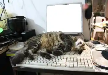 Efecto de fotos de la categoría Otros № 93455