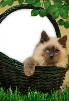 Efecto de fotos de la categoría Otros № 9561