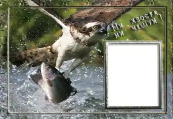 Inscripción en el marco: Fishing Inscripción en el marco: Fishing