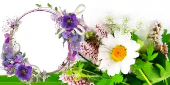 Efecto de fotos de la categoría Tarjetas del Día de la Mujer № 42739