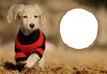 Inscripción en el marco: Feliz Año Nuevo!