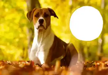 Efecto de fotos de la categoría Postales de Año Nuevo № 68757