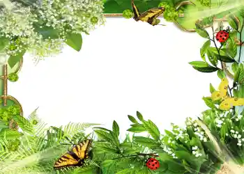 Efecto de fotos de la categoría Verano № 1109