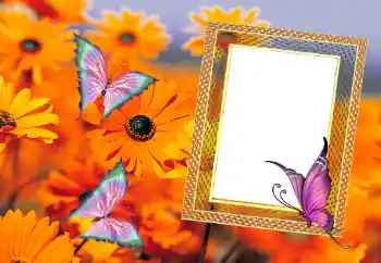 Efecto de fotos de la categoría Verano № 112111